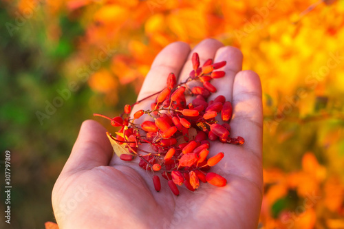 Schilderij op canvas red barberry berries close-up, harvest of useful berries