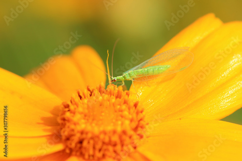 chrysopa pallens photo