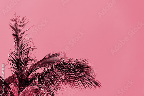 Palm tree against a sky on a sunny day. Tropical background pink color toned