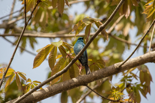 verditor Flycatcher sitting on a branch of a tree. photo