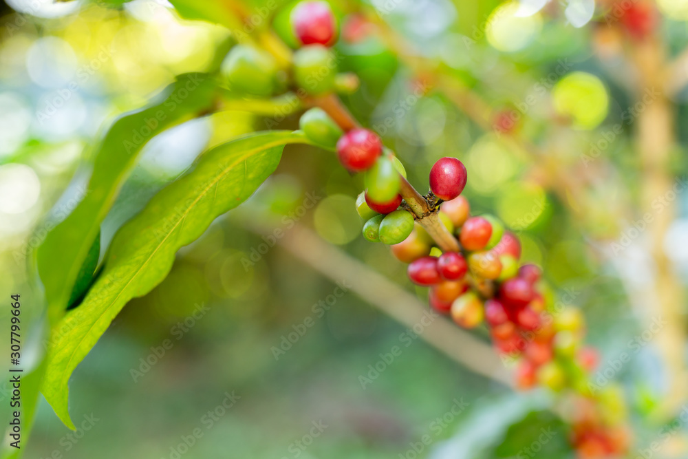 Coffee beans on the branch in coffee plantation farm.