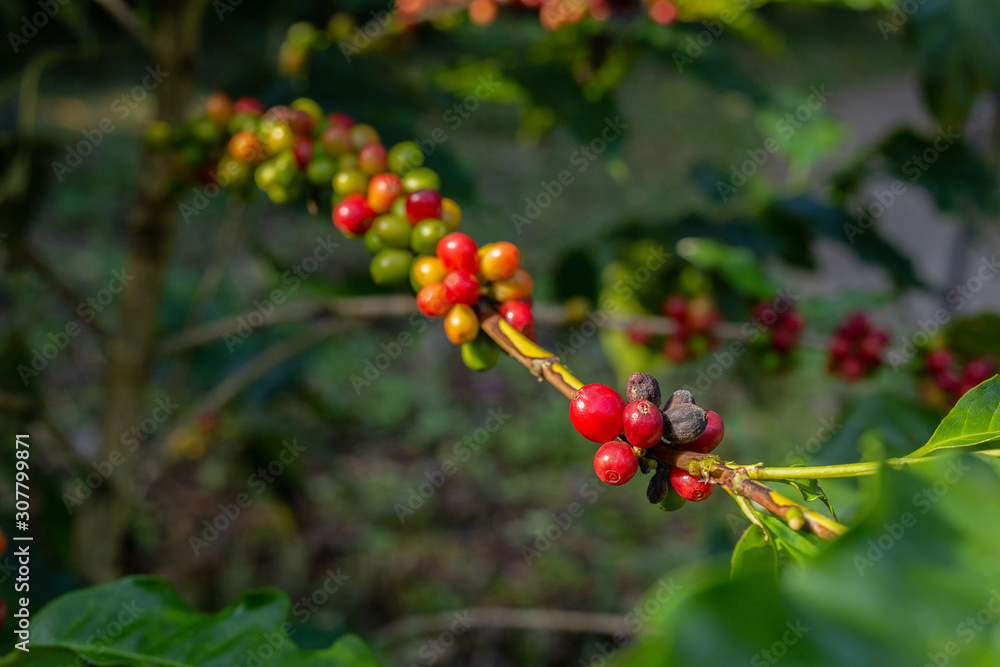 Red and black ripe coffee beans on the branch in coffee plantation farm. Red and black ripe coffee beans on the branch in coffee plantation farm.