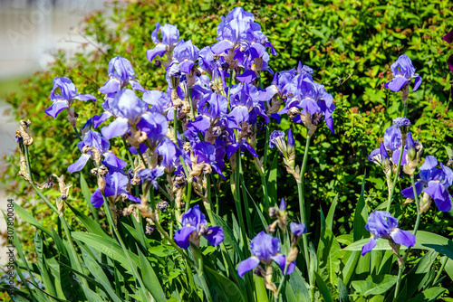 Blue irises bloom in the botanical garden