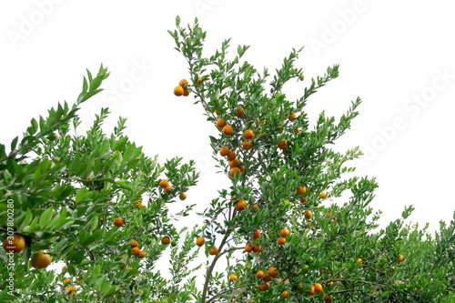Orange trees isolated on white background
