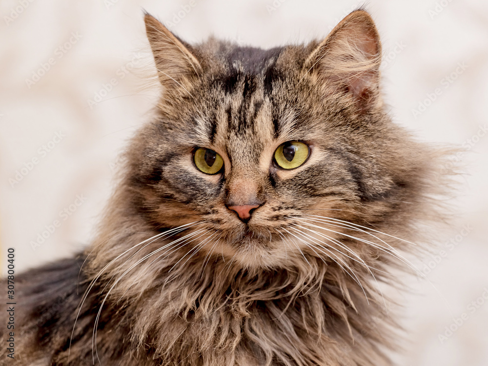 Portrait of brown fluffy cat with attentive closeup look_