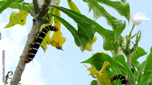 Red Head Caterpillar eating plant leaves and flowers photo