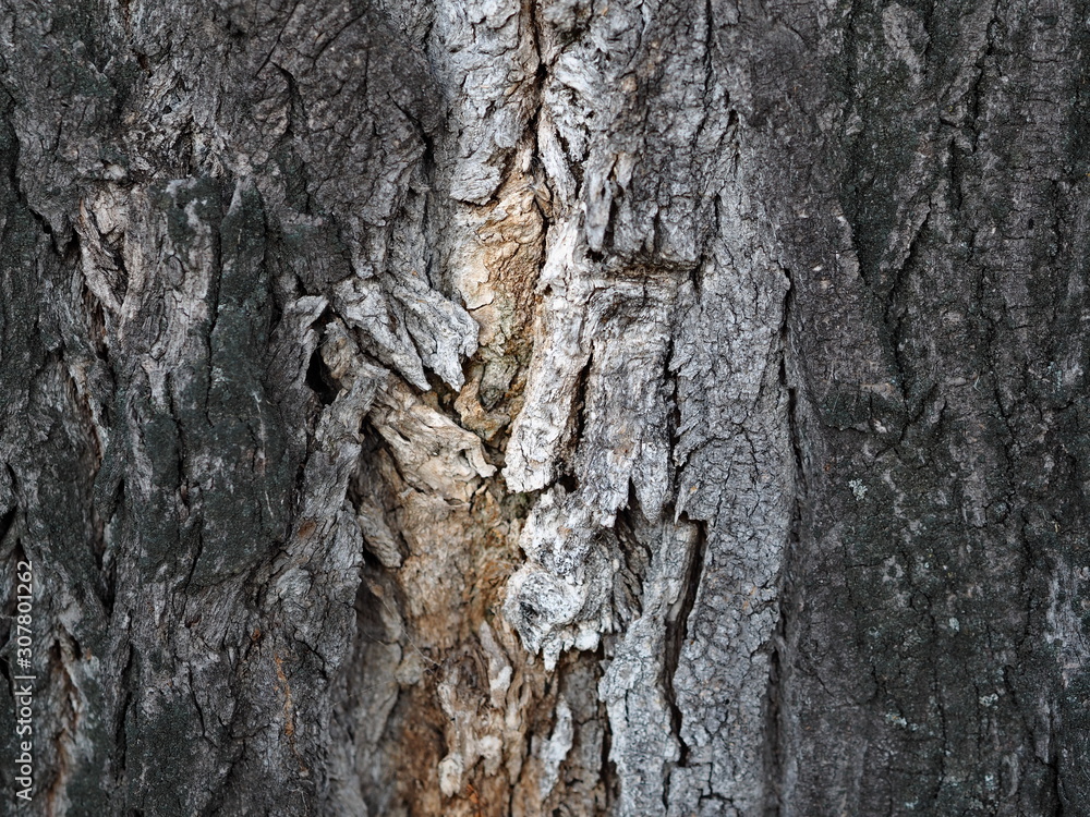 background and texture of an old decrepit tree background and texture of an old decrepit tree