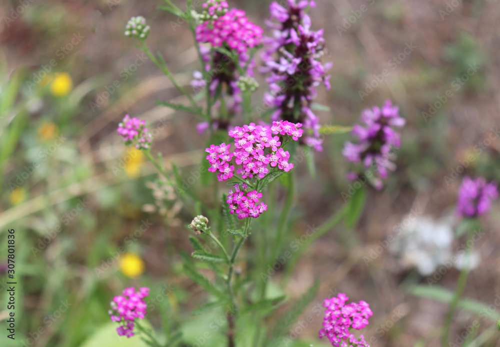 Closeup of pink flower achillea millefolium, commonly known as yarrow or common yarrow in organic garden.Nature concept.Blurred background. Closeup of pink flower achillea millefolium, commonly known as yarrow or common yarrow in organic garden.Nature concept.Blurred background.