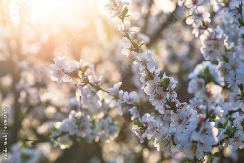 Beautiful blossom of sakura against the sunlight close up © stsvirkun