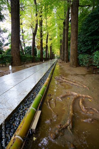 雨上がりの秋の日本庭園 photo