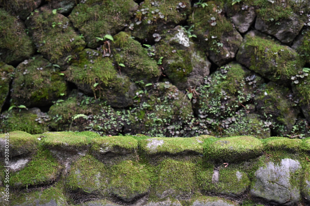 A moss covered wall in front of an overgrown wall in a nature reserve in Nikko-Japan.