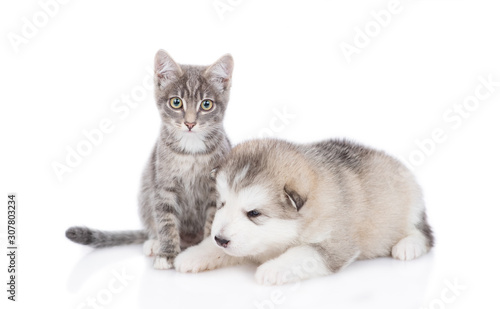 Fototapeta Naklejka Na Ścianę i Meble -  cat and dog looking at camera together. isolated on white background