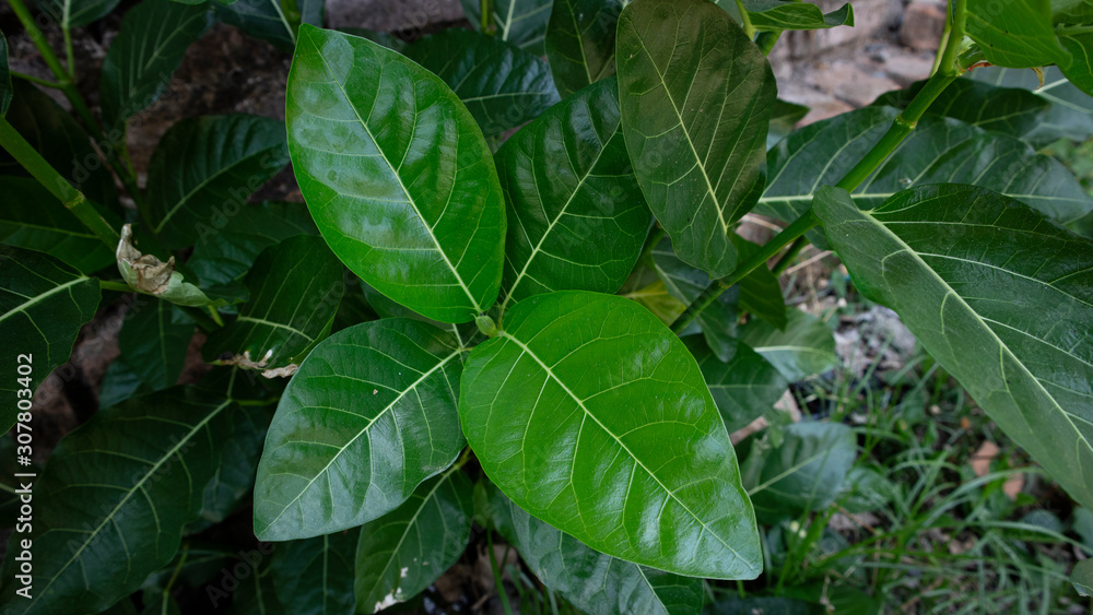 Obraz premium Various green leaves with a natural texture, suitable for use as educational and background materials