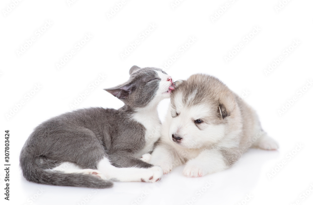 kitten licks a puppy of Alaskan malamute on a white background