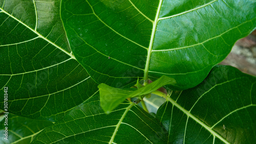 Various green leaves with a natural texture, suitable for use as educational and background materials