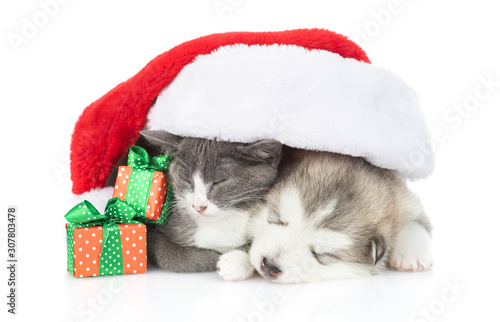 puppy and kitten in Christmas hats on a white background