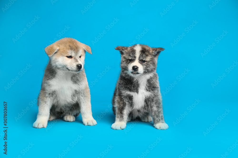 Cute Akita inu puppies on light blue background. Friendly dogs Cute Akita inu puppies on light blue background. Friendly dogs