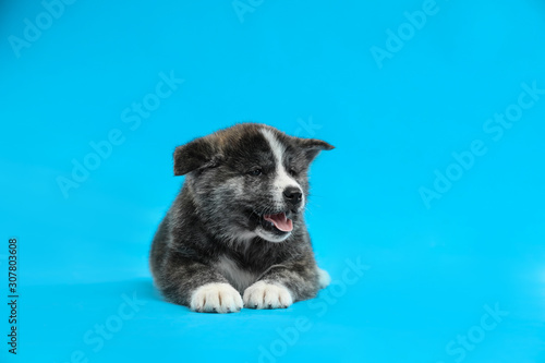 Cute Akita inu puppy on light blue background. Friendly dog