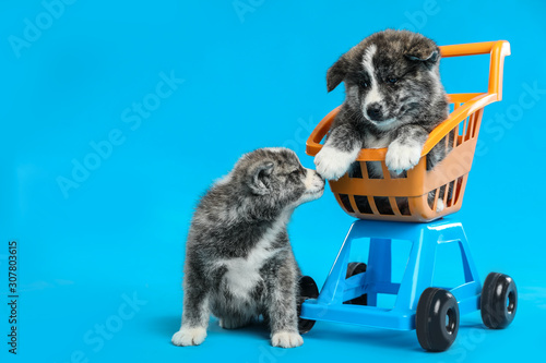 Cute Akita inu puppies and toy shopping cart on light blue background. Lovely dogs