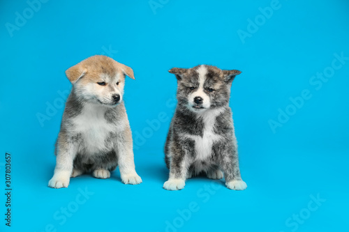 Fototapeta Naklejka Na Ścianę i Meble -  Cute Akita inu puppies on light blue background. Friendly dogs
