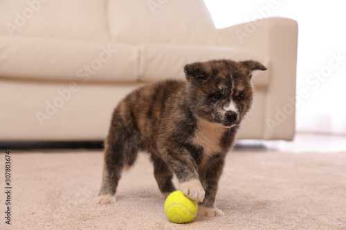 Cute Akita inu puppy with ball indoors. Playful dog © New Africa