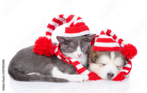 Malamute puppy with a kitten in Christmas hats on a white background © Ermolaeva Olga
