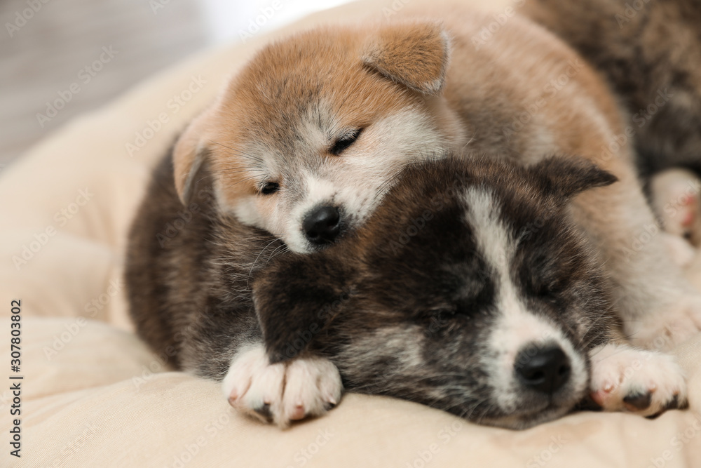 Akita inu puppies on pet pillow. Cute dogs Akita inu puppies on pet pillow. Cute dogs