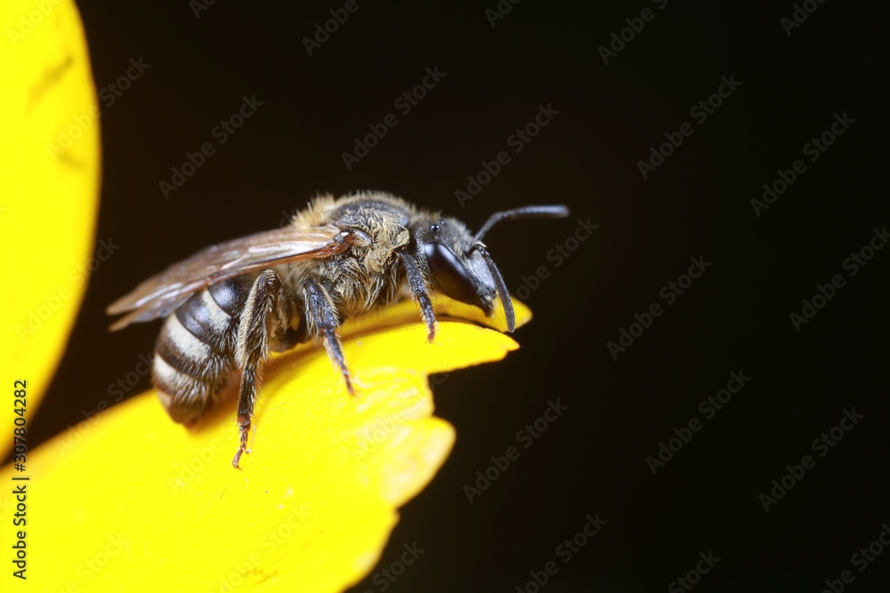 Bee Bee