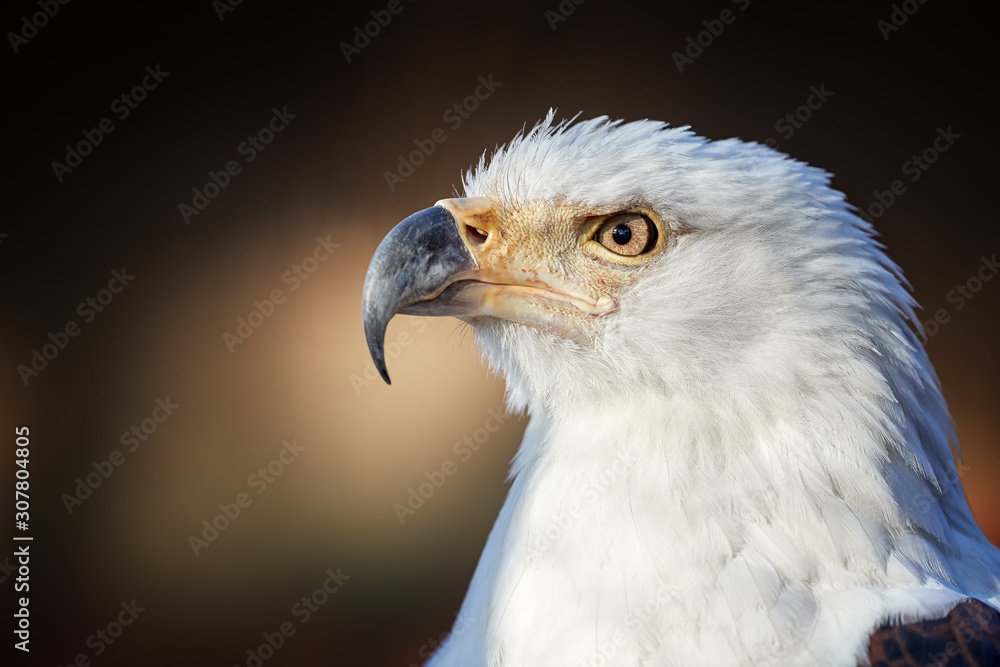 Portrait of adult African fish eagle, Haliaeetus vocifer, isolated on blurred background. Side view. Eagle eye. Close up african raptor, eagle from Mana Pools, Zimbabwe, Africa. Portrait of adult African fish eagle, Haliaeetus vocifer, isolated on blurred background. Side view. Eagle eye. Close up african raptor, eagle from Mana Pools, Zimbabwe, Africa.