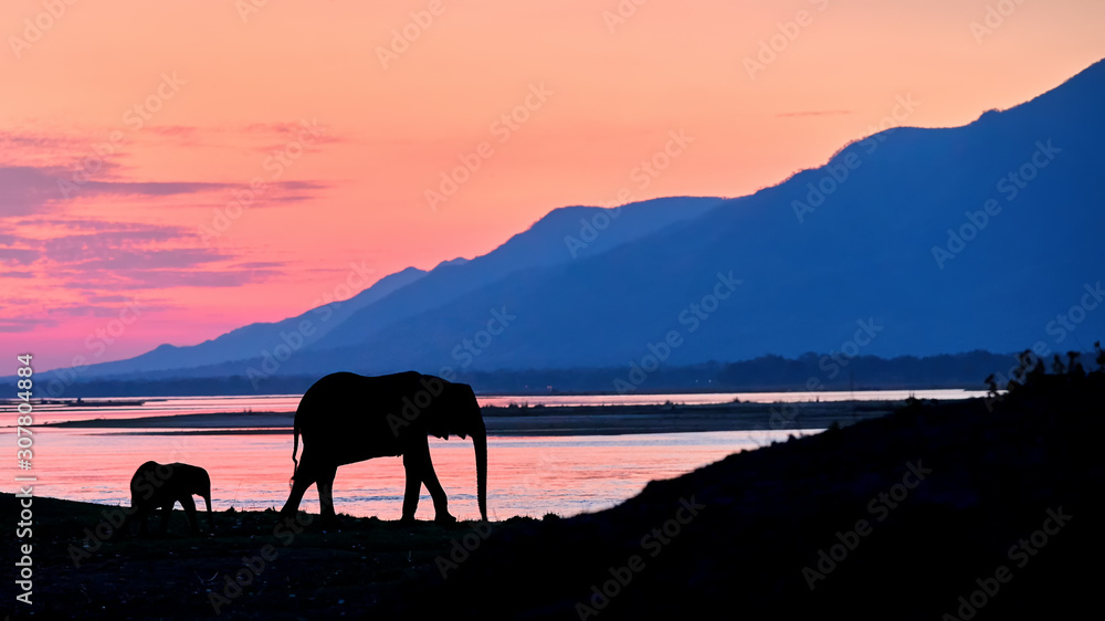 Landscape of Mana Pools park. Silhouettes of two elephants against orange surface of Zambezi river. Low angle, evening photo of African elephant with calf against blue mountains over Zambezi river.