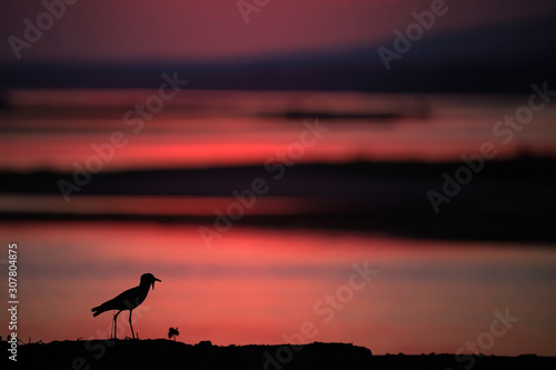 Sunset in African nature. Silhouette of bird, wattled Lapwing, Vanellus albiceps, walking on the edge of Zambezi river bank against dark red setting sun light, mirroring on river surface. Mana Pools. photo