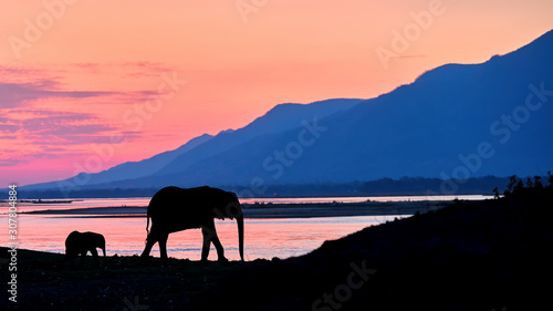Landscape of Mana Pools park. Silhouettes of two elephants against orange surface of Zambezi river. Low angle, evening photo of African elephant with calf against blue mountains over Zambezi river.
