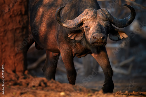 Close up African buffalo  Syncerus caffer  dangerous animal in vibrant morning light. Big male coming out of the forest  looking towards the camera. Direct view  low angle photo. Mana Pools  Zimbabwe.