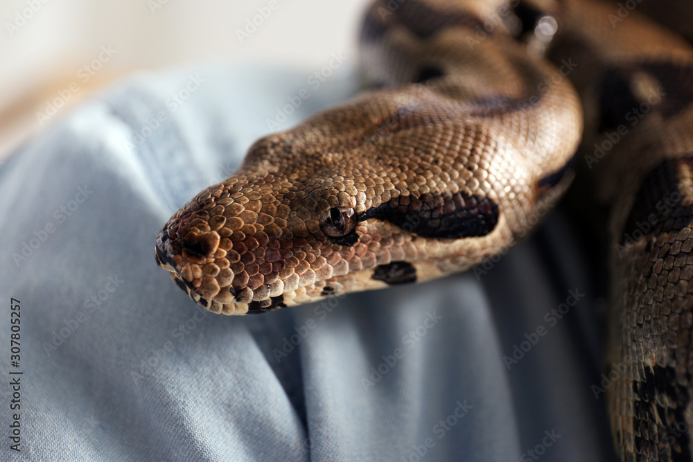 Woman with her boa constrictor, closeup view. Exotic pet Woman with her boa constrictor, closeup view. Exotic pet