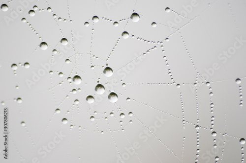 close-up of water drops in a cobweb with minimalist background