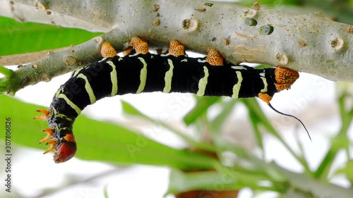 One Red Head Caterpillar standing on a branch. photo