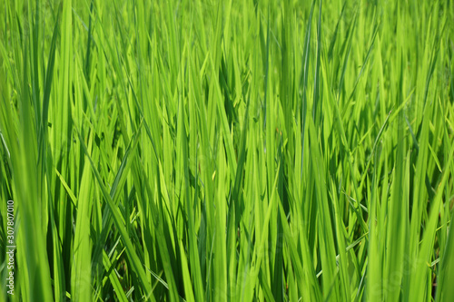 Green rice plant backgrounds,close up
