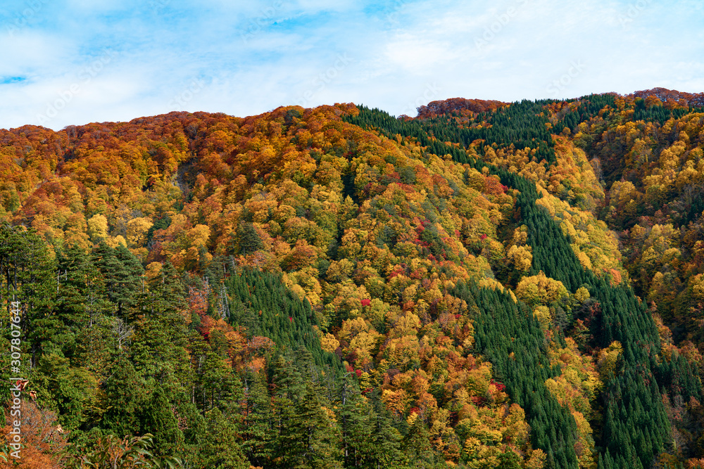 An amazing autumn season of Shirakami mountains.