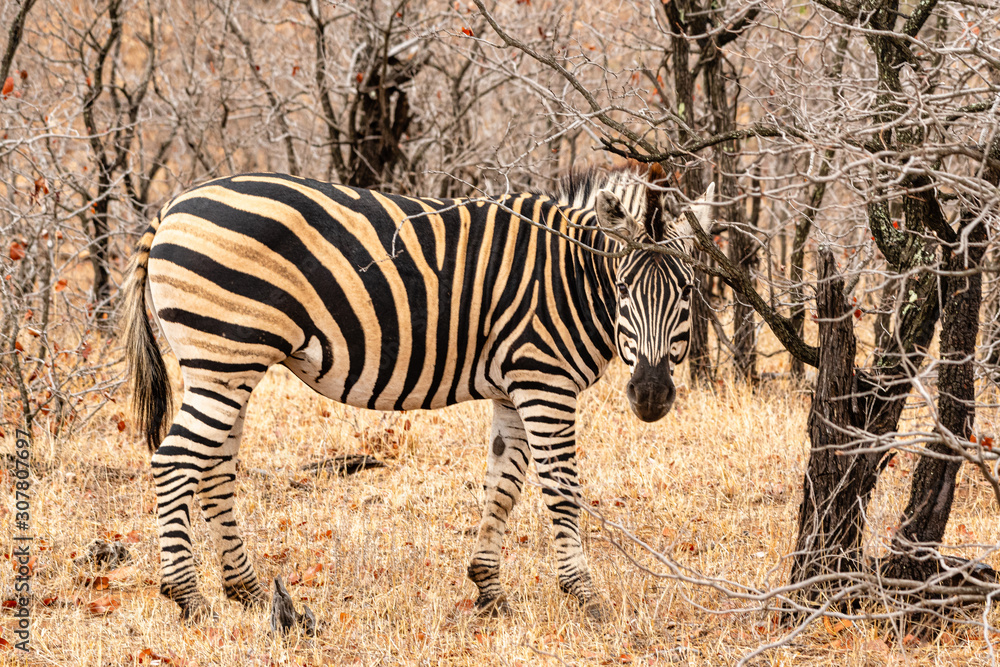 Fototapeta premium Sout Africa