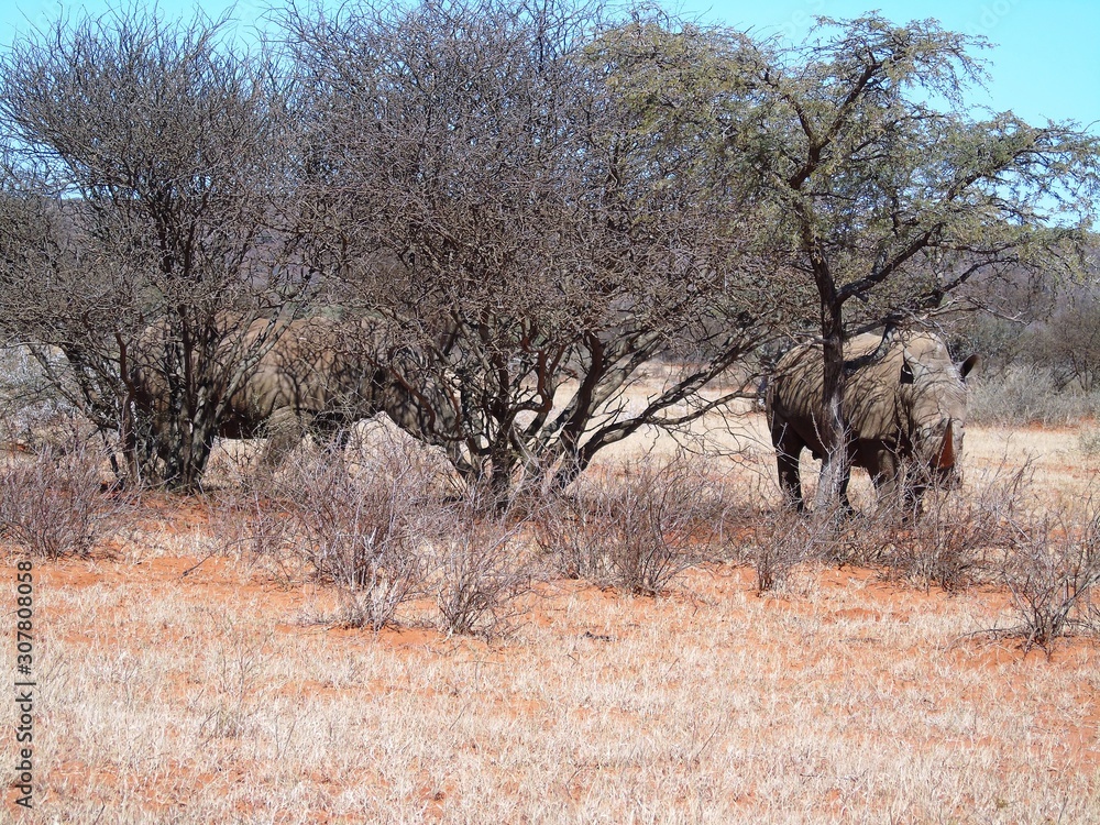 White rhino in Mokala NP White rhino in Mokala NP