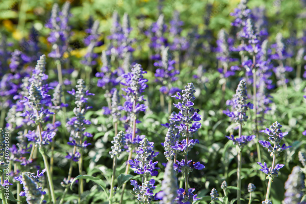 Obraz premium Fresh blue salvia flower in the garden