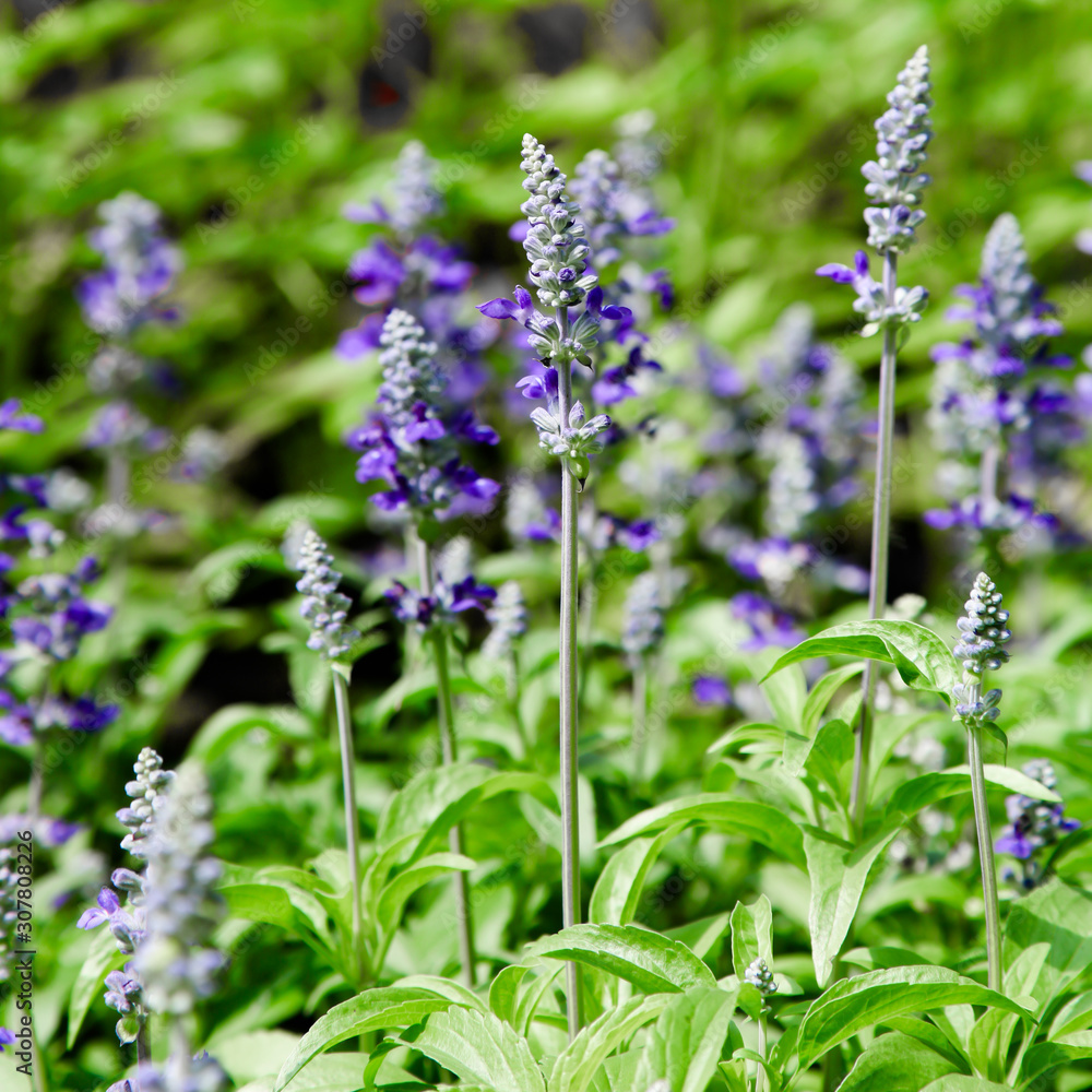 Fototapeta premium Fresh blue salvia flower in the garden