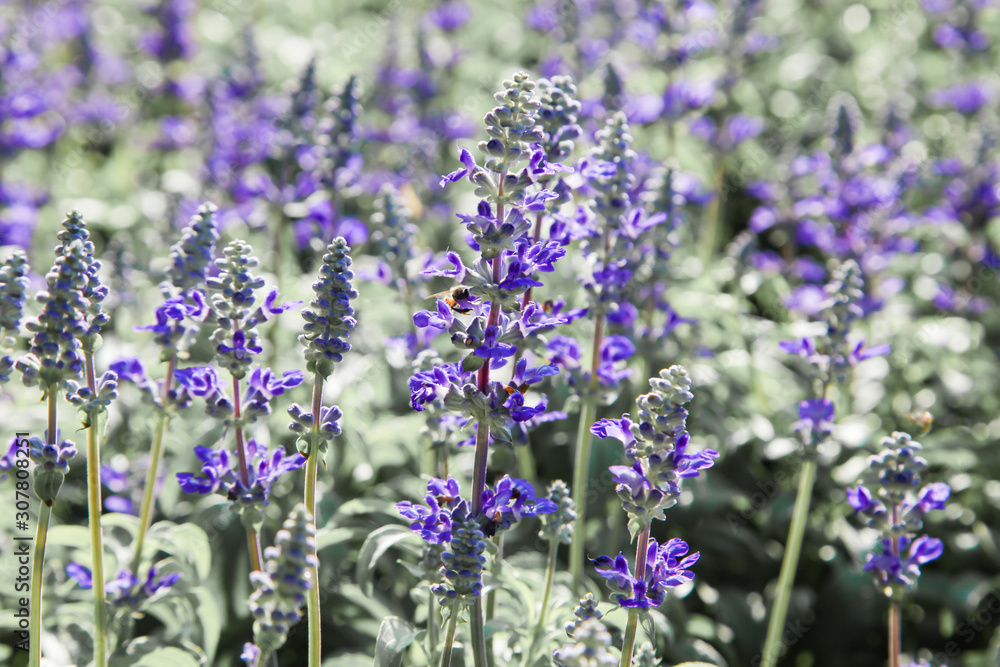 Obraz premium Fresh blue salvia flower in the garden