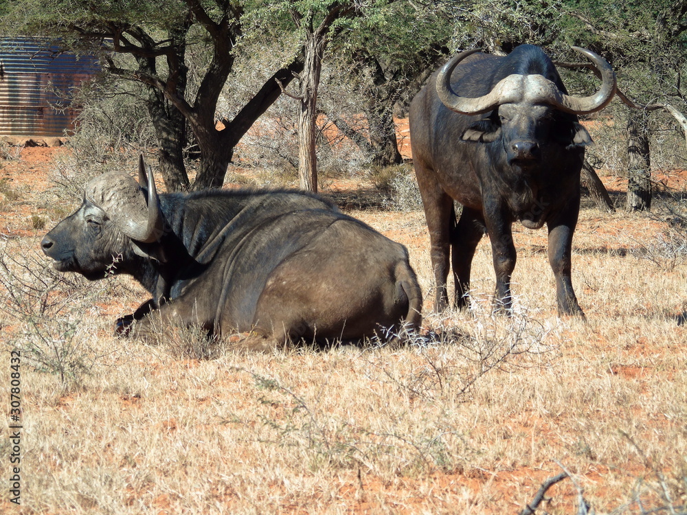 Obraz premium Cape buffalo in Mokala NP