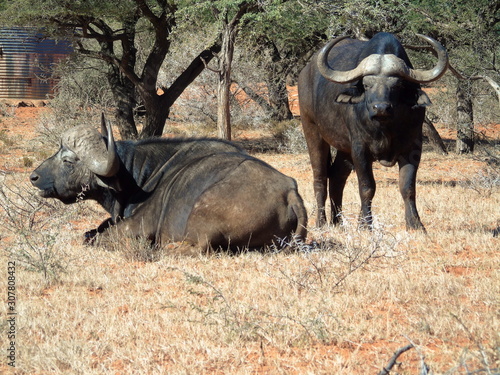 Cape buffalo in Mokala NP