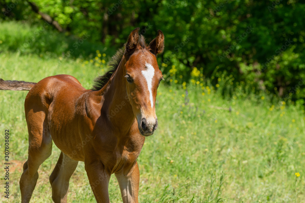 Close-up portrait of young foal on a spring pasture