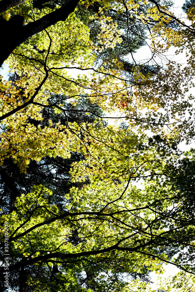 selective focus full colour of leaves in the forest.