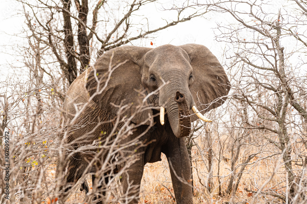 Fototapeta premium South Africa