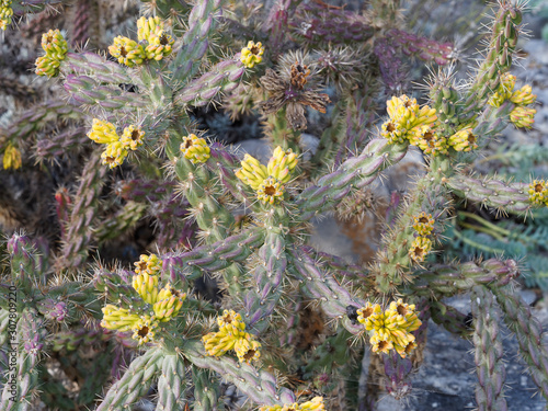 Cylindropuntia whipplei - Whipple's cholla or Plateau cholla, a wonderful shrub of cactus family with yellow fruits and flowers, bright green and purple stems with sharp spines