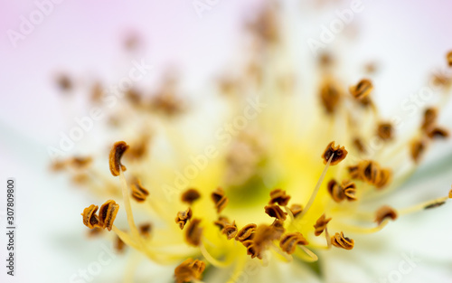 A close up shot of a white flower, UK photo